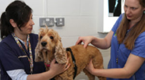 veterinary courses